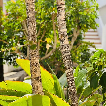 公寓 Garden Private Costa Adeje *