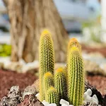Garden Private Costa Adeje Διαμέρισμα