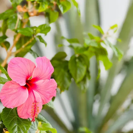 Garden Private Costa Adeje * Playa Feñabe