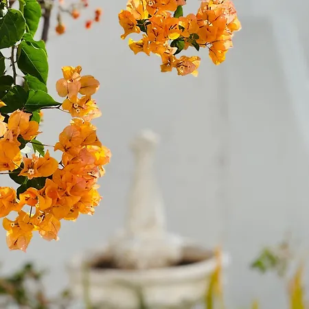 Garden Private Costa Adeje * Playa Feñabe