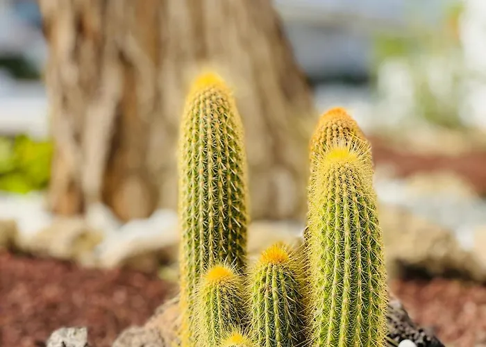 Garden Private Costa Adeje Apartamento